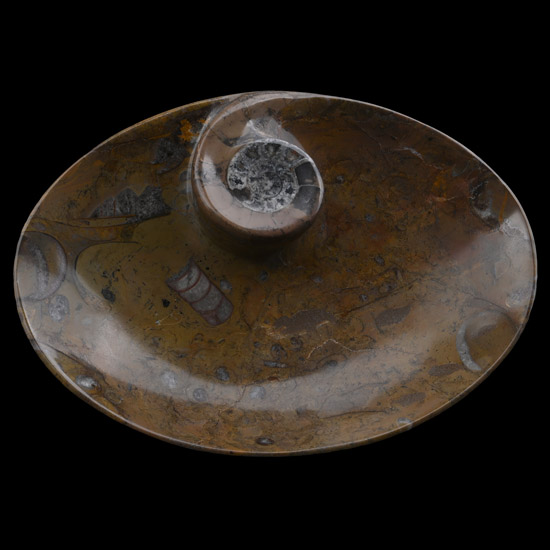 Polished Goniatite and Orthoceras Fossil Dish