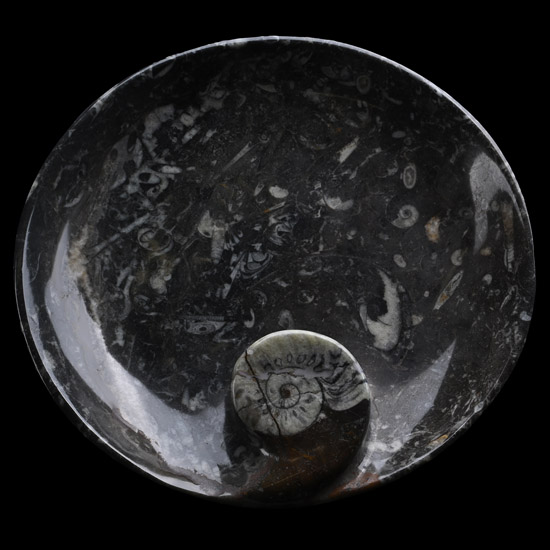 Polished Goniatite and Orthoceras Fossil Dish