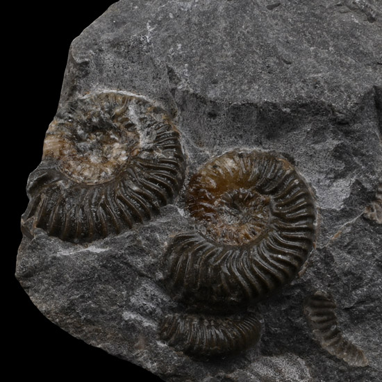 Fossil Isle of Skye Ammonites