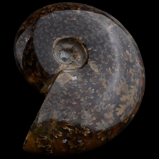 Polished Madagascan Fossil Cleoniceras Ammonite