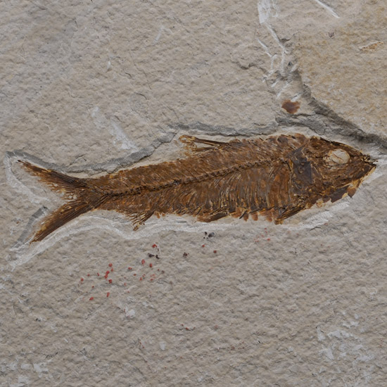 Fossil Knightia Fish in Matrix