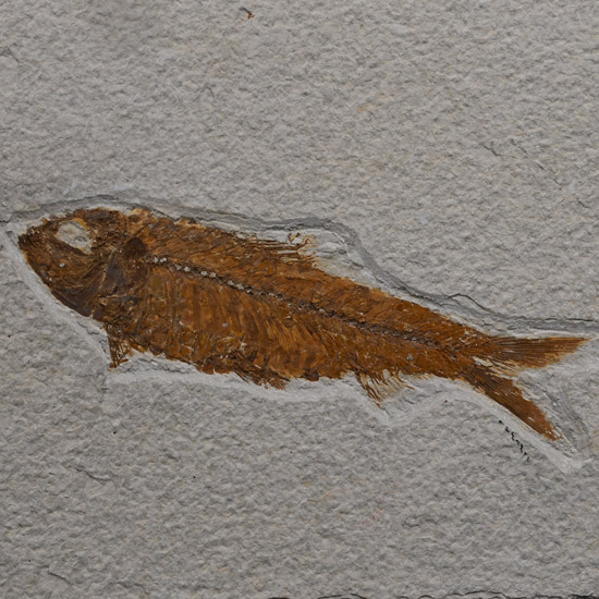 Fossil Knightia Fish in Matrix