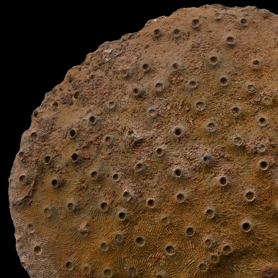 Large Natural Fossil Coral Head