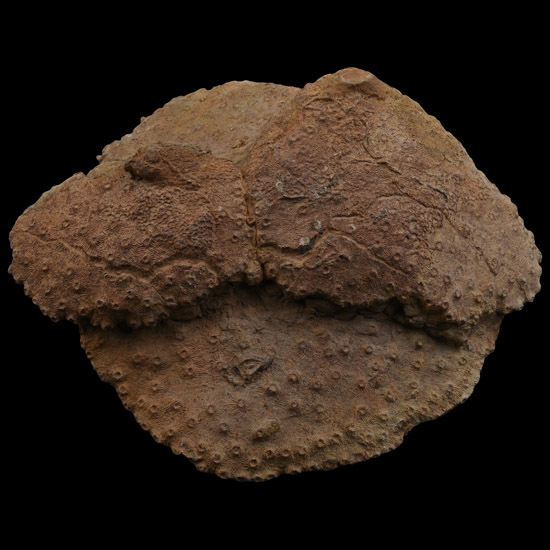 Large Natural Double Fossil Coral Head