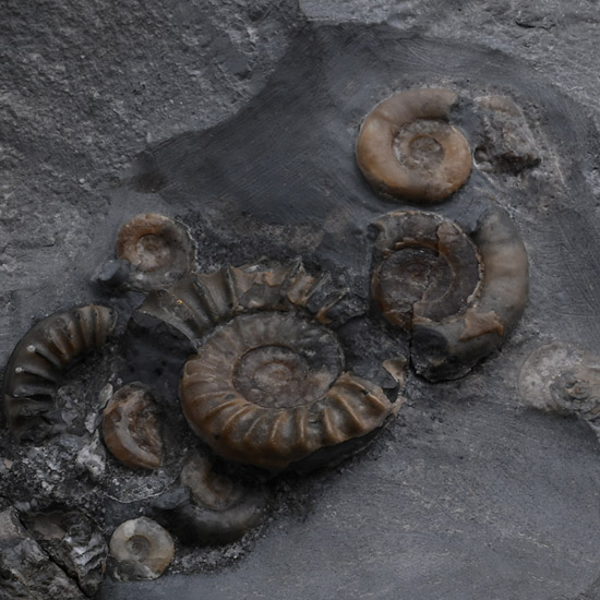 Fossil Ammonite Cluster