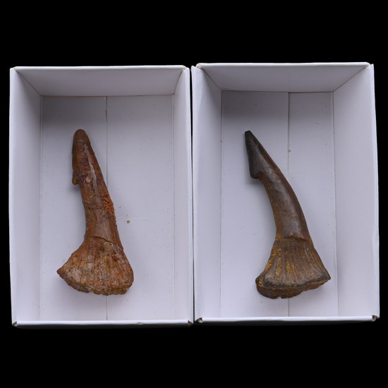 Two Fossil Sawfish Rostral Spines