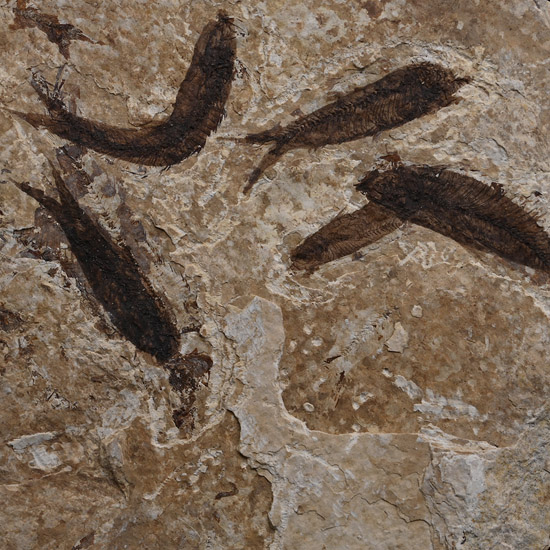 Fossil Knightia Multi Fish Plate