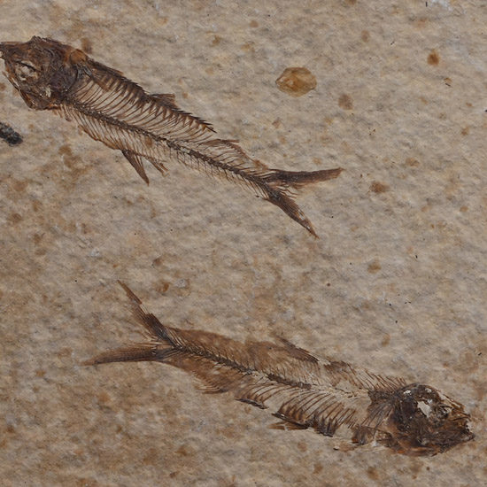 Fossil Knightia Multi Fish Plate