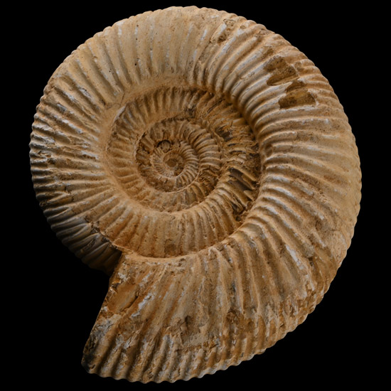 Large Fossil Perisphinctes Ammonite