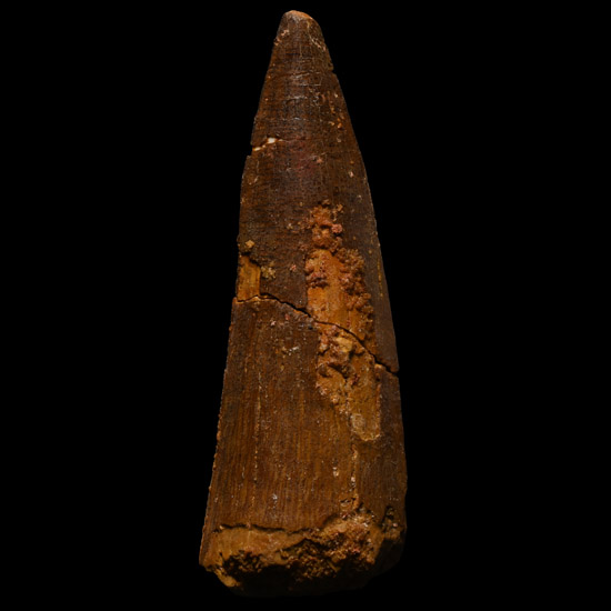 Large Spinosaurus Dinosaur Fossil Tooth