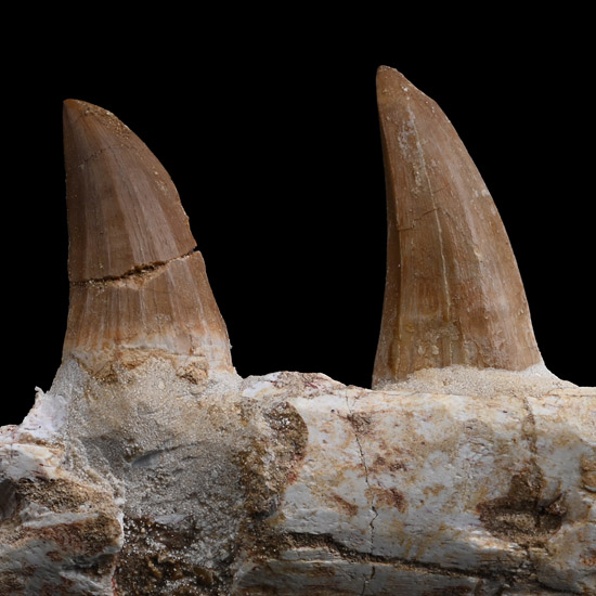 Mosasaur Marine Dinosaur Fossil Jaw Fragment