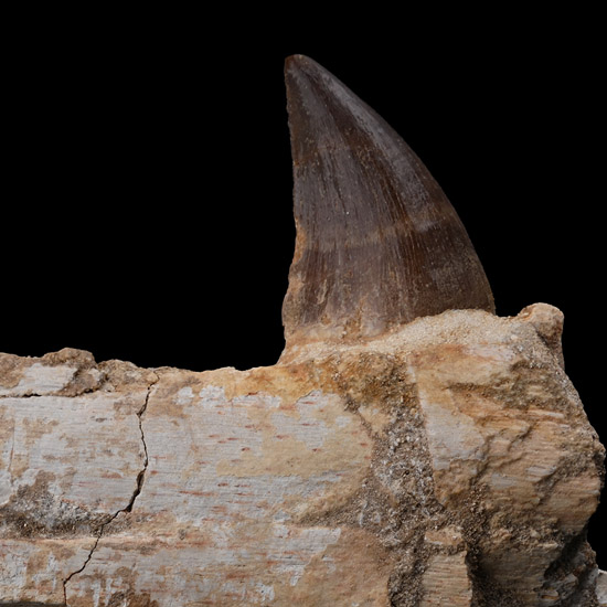 Mosasaur Marine Dinosaur Fossil Jaw Fragment