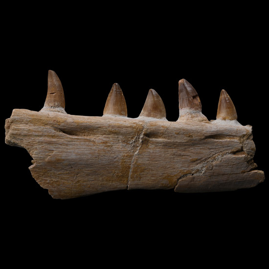 Mosasaur Marine Dinosaur Fossil Jaw Fragment