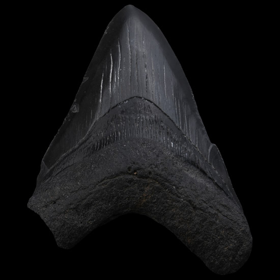 Fossil Megalodon Giant Shark Tooth