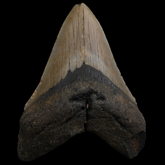 Fossil Megalodon Giant Shark Tooth