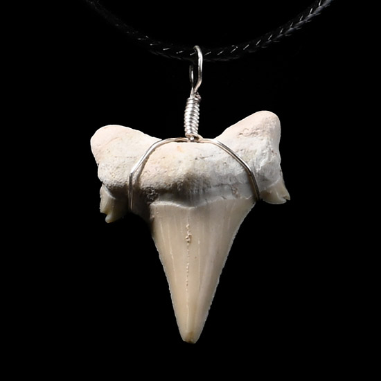 Otodus Fossil Sharks Tooth Necklace