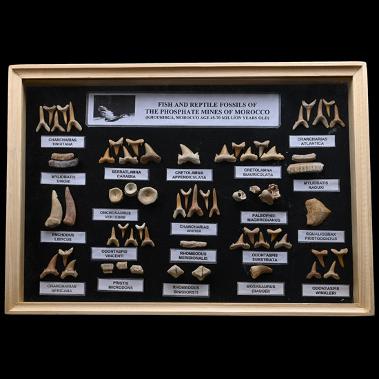 Fossil Shark Tooth Display Case