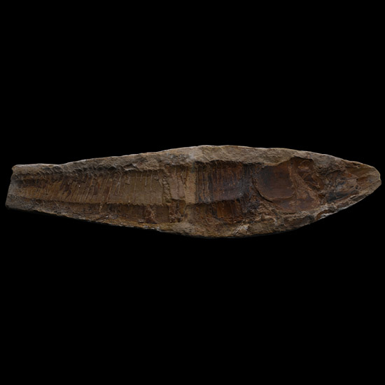 Vinctifer Comptoni Fossil Fish