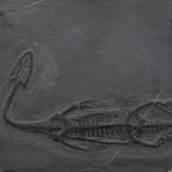 Fossil Keichousaurus Marine Reptile Skeleton