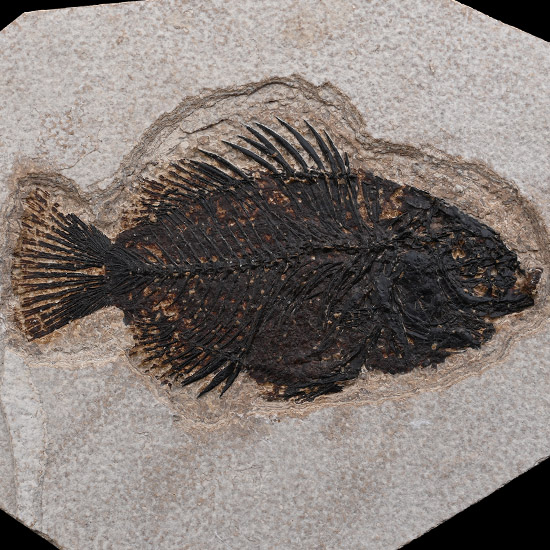 Fossil Priscacara Fish