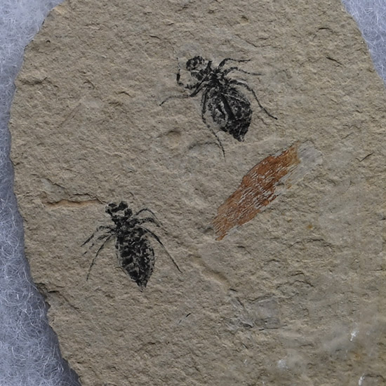 Fossil Dragon Fly Larvae on Matrix