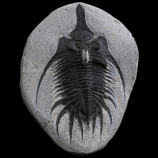 Psychopyge Elegans Fossil Trilobite on Matrix