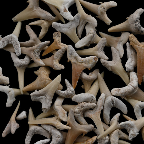 Group of Fossil Sand Shark Teeth