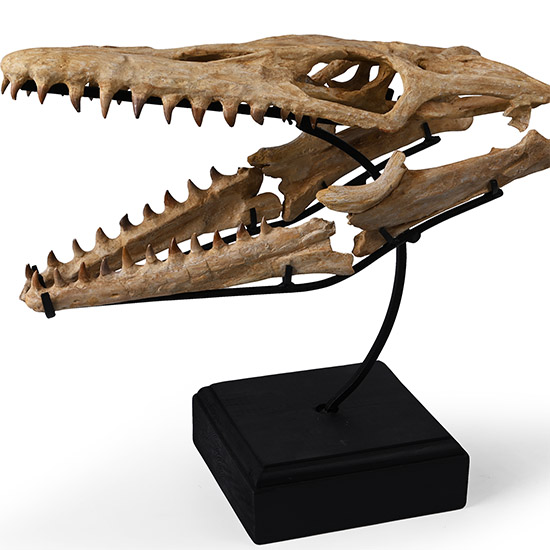 Mosasaur Marine Dinosaur Fossil Skull
