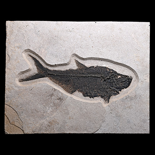 Very Large Fossil Diplomystus Fish on Matrix