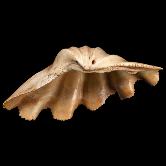 Phoenician Shell Cosmetic Vessel with Carved Eyes