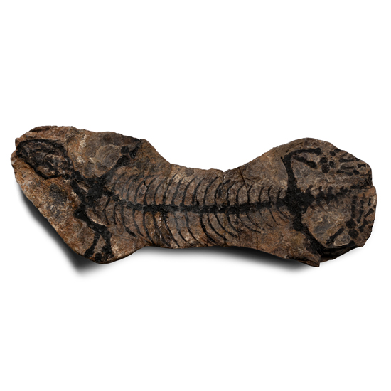 Fossil Barasaurus Besairiei Skeleton in Matrix