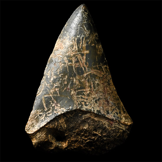 Western Asiatic Fossil Sharks Tooth Pendant with Inscriptions