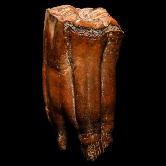 Ice Age Fossilised Horse Tooth