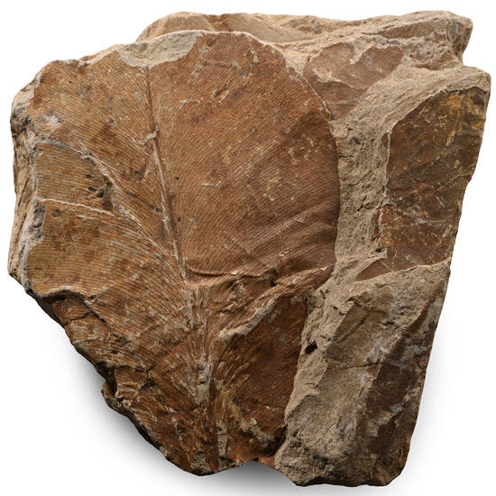 Fossilised Leaves in Matrix