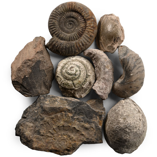 Fossil Collection