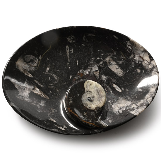 Polished Goniatite and Orthoceras Fossil Oval Bowl