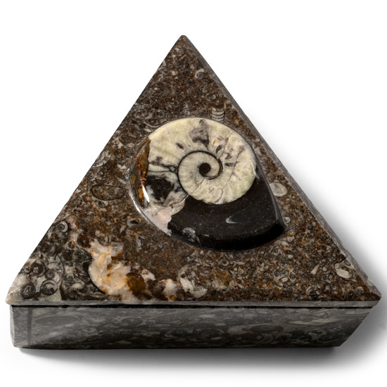 Polished Goniatite Fossil Triangular Lidded Box
