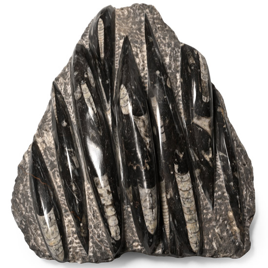 Polished Orthoceras Fossil Display Plaque