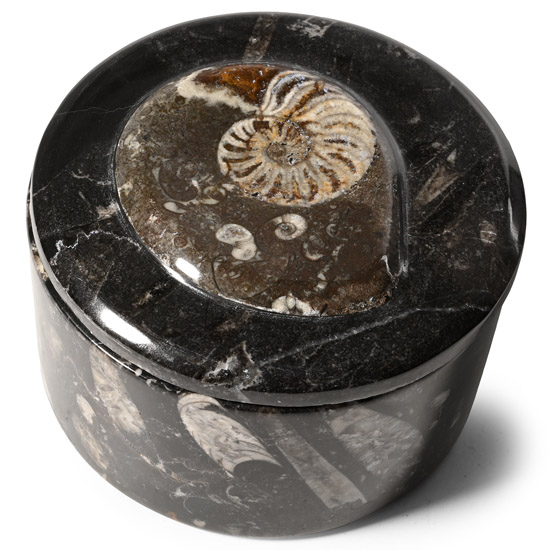 Polished Goniatite and Orthoceras Fossil Round Lidded Box