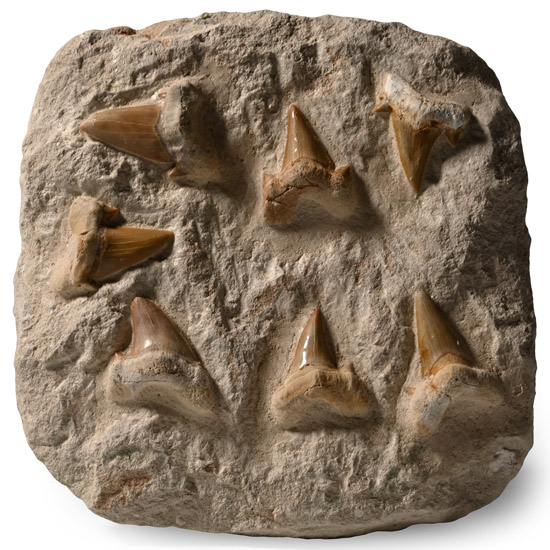 Extinct Otodus Fossil Sharks Teeth Display