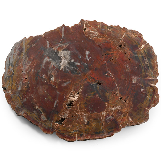 Very Large Cut Natural Unpolished Fossilised Tree Trunk Slice