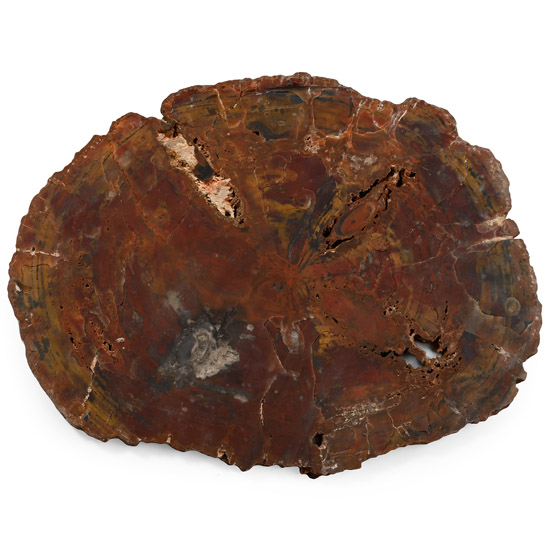 Very Large Cut Natural Unpolished  Fossilised Tree Trunk Slice