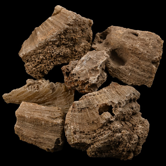 Group of Six [6] Fossilised Coral Specimens