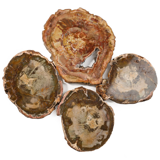 Group of Four [4] Cut and Polished Fossilised Wood Slices