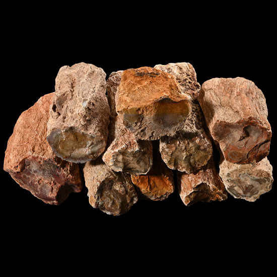 Group of Ten [10] Large Fossilised Tree Branch Sections