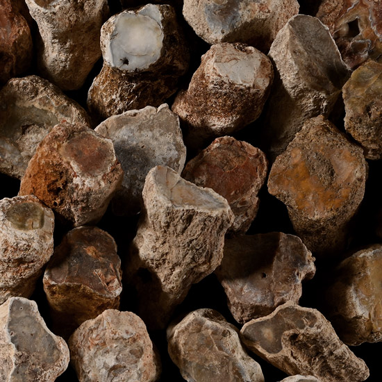 Group of Thirty [30] Medium Size Fossilised Tree Branch Sections