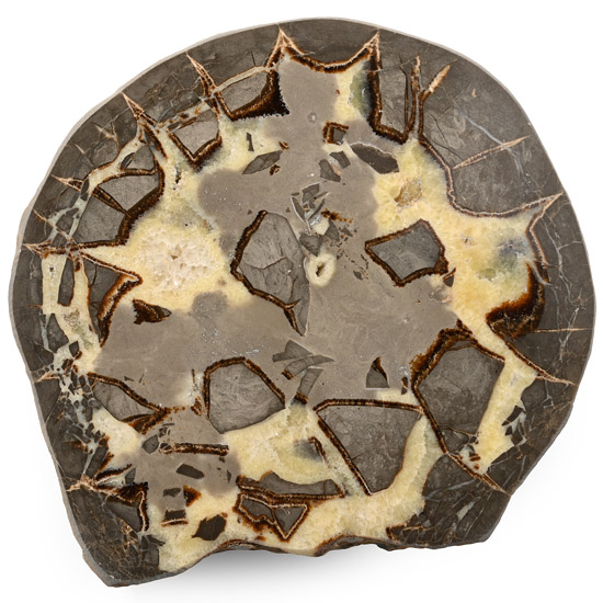 Very Large Cut and Polished Septarian Egg Nodule Half