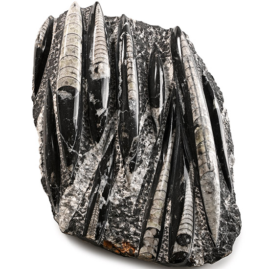 Polished Fossil Orthoceras Display Plaque