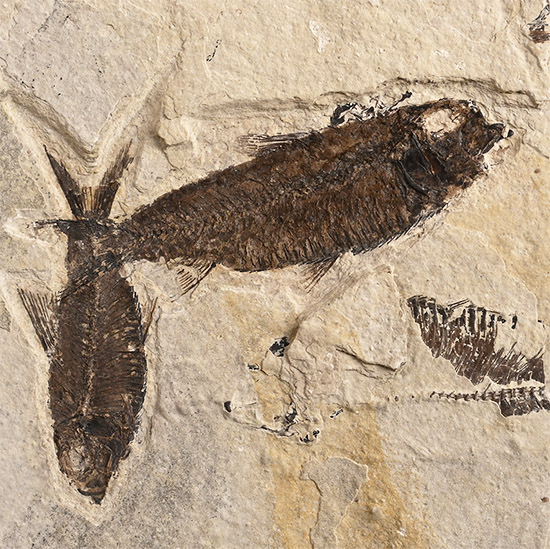 Fossil Knightia Fish Plate