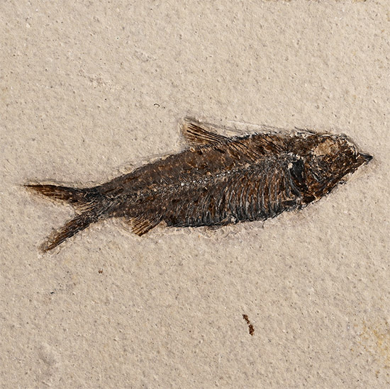 Fossil Knightia Fish Plate